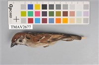 藏品(麻雀)的圖片